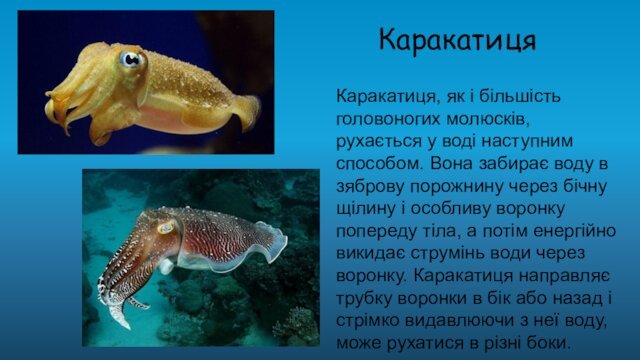 КаракатицяКаракатиця, як і більшість головоногих молюсків, рухається у воді наступним способом. Вона