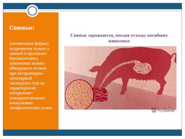 Свиньи:(ангинозная форма) встречается только у свиней и протекает бессимптомно; изменения можно обнаружить