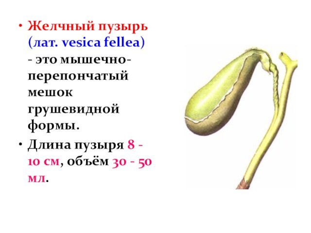 Желчный пузырь (лат. vesica fellea) - это мышечно-перепончатый мешок грушевидной формы.Длина пузыря 8 - 10 см,