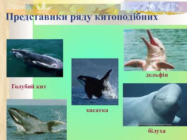 Представики ряду китоподібнихдельфінбілухакасаткаГолубий кит