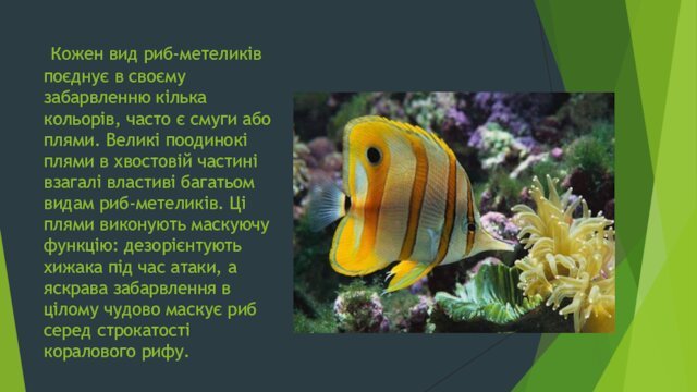 Кожен вид риб-метеликів поєднує в своєму забарвленню кілька кольорів, часто є
