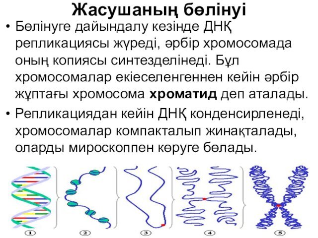 Жасушаның бөлінуіБөлінуге дайындалу кезінде ДНҚ репликациясы жүреді, әрбір хромосомада оның копиясы синтезделінеді. Бұл хромосомалар екіеселенгеннен кейін