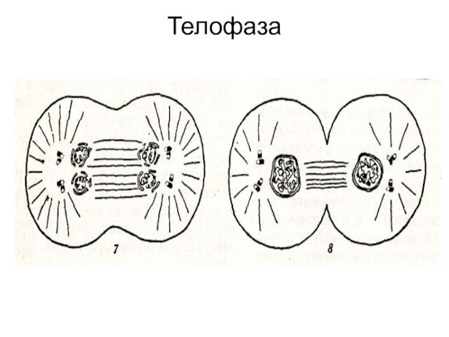 Телофаза