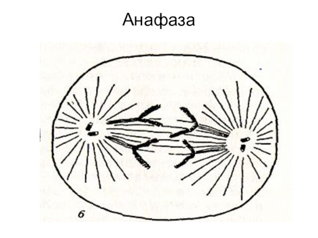 Анафаза