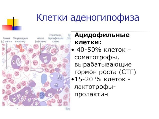 Клетки аденогипофизаАцидофильные клетки: 40-50% клеток –соматотрофы,вырабатывающие гормон роста (СТГ)15-20 % клеток -лактотрофы- пролактин