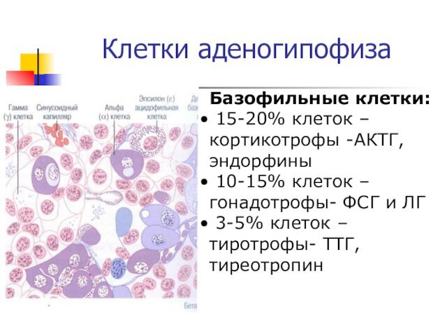 Клетки аденогипофизаБазофильные клетки: 15-20% клеток –кортикотрофы -АКТГ, эндорфины 10-15% клеток –гонадотрофы- ФСГ