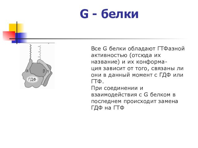 G - белки Все G белки обладают ГТФазной активностью (отсюда их название)
