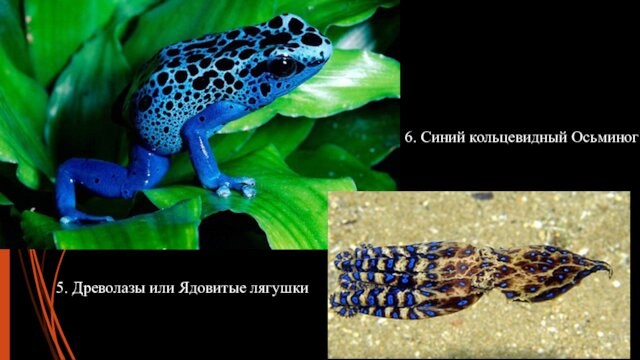 5. Древолазы или Ядовитые лягушки6. Синий кольцевидный Осьминог