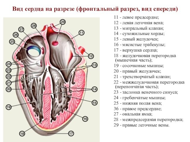 Вид сердца на разрезе (фронтальный разрез, вид спереди)   11 - левое предсердие;