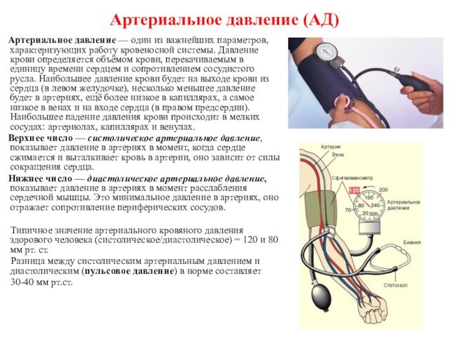 Артериальное давление (АД)   Артериальное давление — один из важнейших параметров, характеризующих работу кровеносной системы. Давление