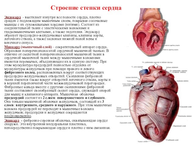 Строение стенки сердцаЭндокард - выстилает изнутри все полости сердца, плотно сращен с