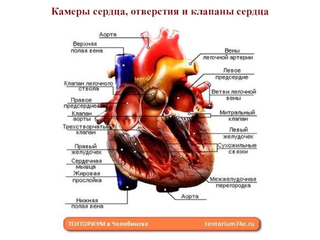 Камеры сердца, отверстия и клапаны сердца