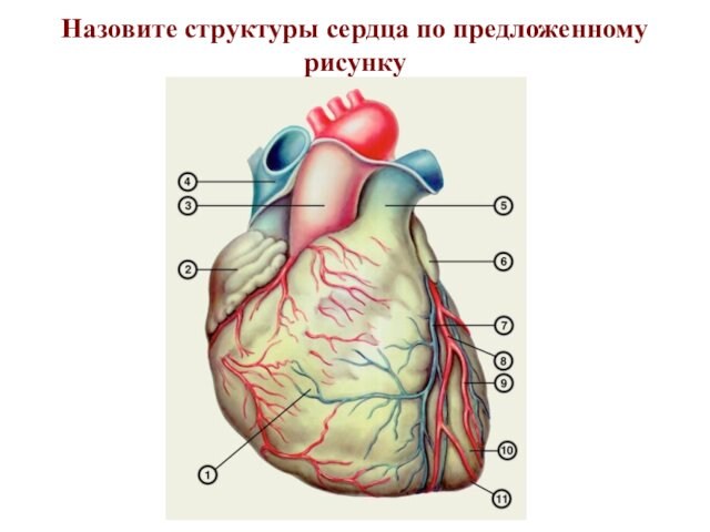 Назовите структуры сердца по предложенному рисунку