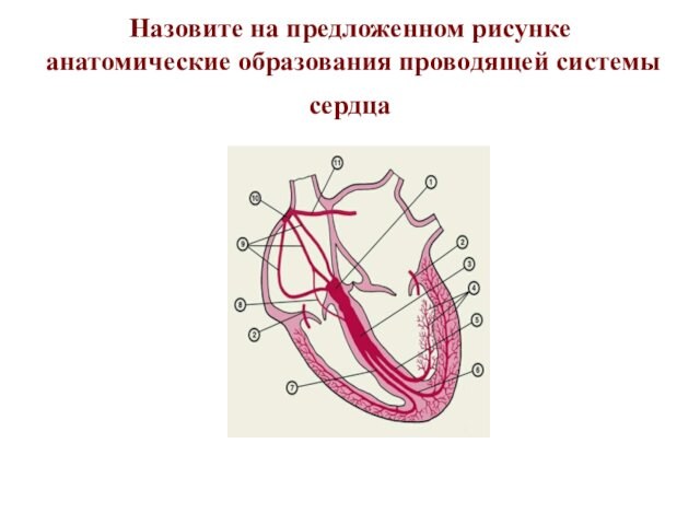 Назовите на предложенном рисунке анатомические образования проводящей системы сердца