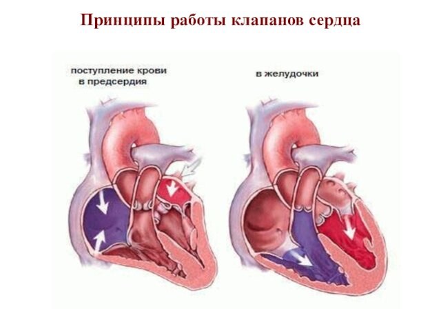 Принципы работы клапанов сердца