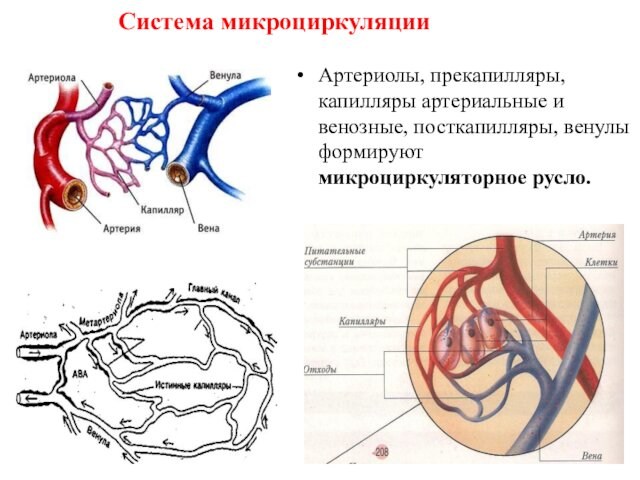Артериолы, прекапилляры, капилляры артериальные и венозные, посткапилляры, венулы формируют микроциркуляторное русло.