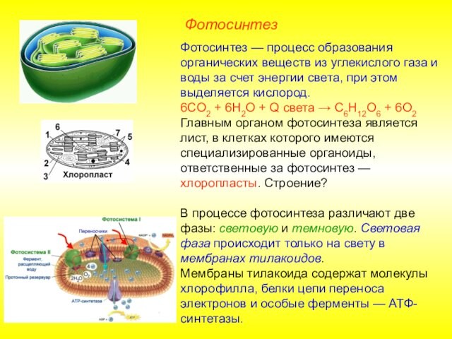 ФотосинтезФотосинтез — процесс образования органических веществ из углекислого газа и воды за счет энергии света, при