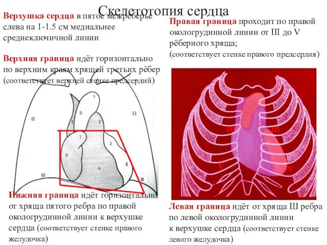 Скелетотопия сердцаВерхняя граница идёт горизонтальнопо верхним краям хрящей третьих рёбер (соответствует верхней стенке предсердий)Нижняя граница идёт