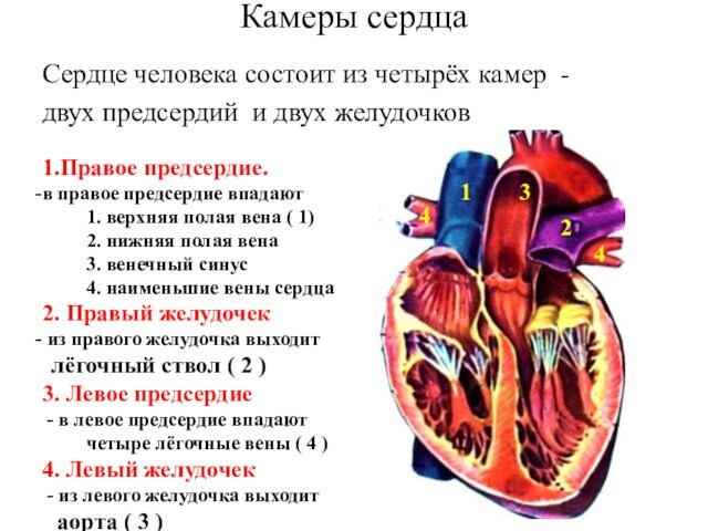 Камеры сердца Сердце человека состоит из четырёх камер - двух предсердий и двух желудочков