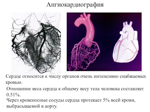 АнгиокардиографияЧерез кровеносные сосуды сердца протекает 5% всей крови,выбрасываемой в аорту.Сердце относится к числу органов очень интенсивно