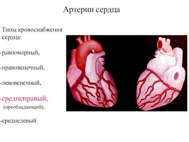 Артерии сердцаТипы кровоснабжениясердца:равномерный,правовенечный,левовенечный,среднеправый, (преобладающий),среднелевый