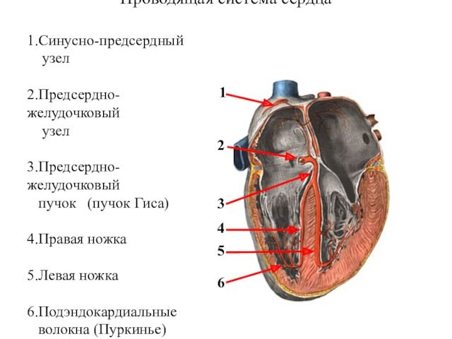 Проводящая система сердца1.Синусно-предсердный   узел2.Предсердно-желудочковый   узел3.Предсердно-  желудочковый  пучок  (пучок Гиса)4.Правая
