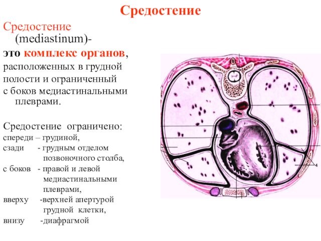 СредостениеСредостение (mediastinum)-это комплекс органов,расположенных в грудной полости и ограниченныйс боков медиастинальными плеврами. Средостение ограничено:спереди – грудиной,сзади