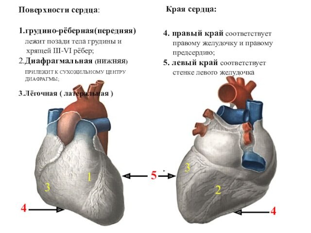 Поверхности сердца:1.грудино-рёберная(передняя)  лежит позади тела грудины и  хрящей III-VI рёбер;2.Диафрагмальная (НИЖНЯЯ)  ПРИЛЕЖИТ К