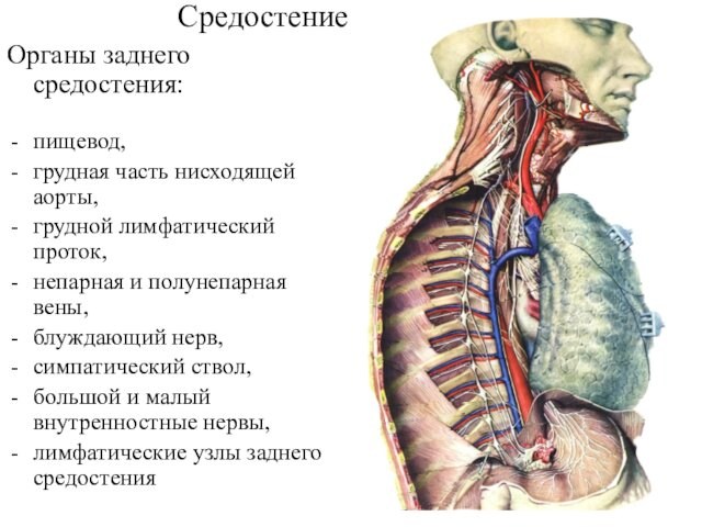нерв,симпатический ствол,большой и малый внутренностные нервы,лимфатические узлы заднего средостения