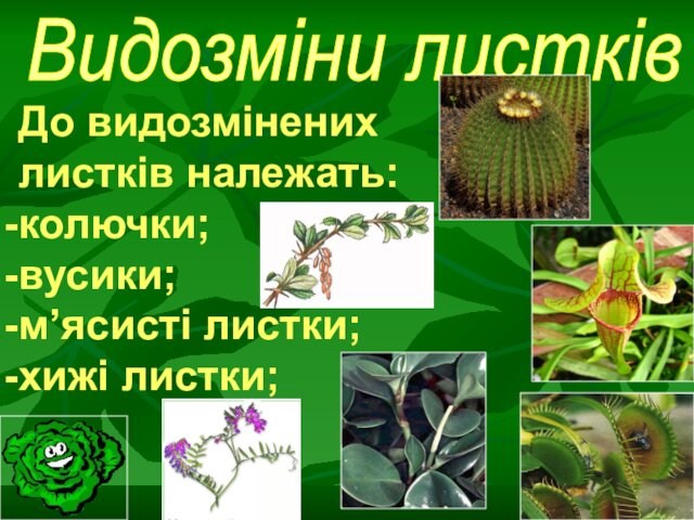 До видозмінених листків належать:колючки;вусики;м’ясисті листки;хижі листки;Видозміни листків