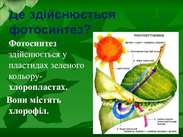 Де здійснюється фотосинтез?  Фотосинтез здійснюється у пластидах зеленого кольору-хлоропластах. Вони містять хлорофіл.