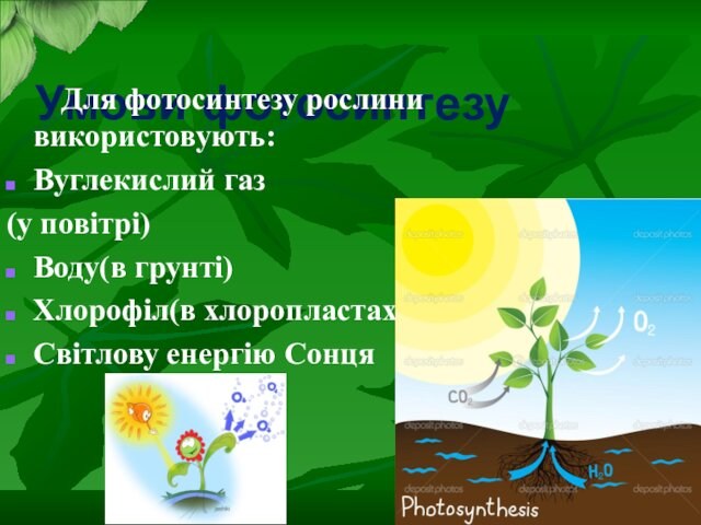 Умови фотосинтезу     Для фотосинтезу рослини використовують:Вуглекислий газ(у повітрі)Воду(в грунті)Хлорофіл(в хлоропластах)Світлову енергію Сонця