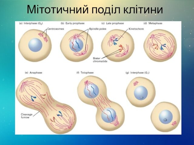 Мітотичний поділ клітини