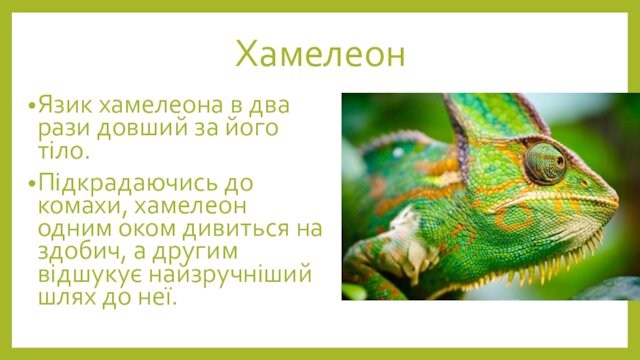 ХамелеонЯзик хамелеона в два рази довший за його тіло.Підкрадаючись до комахи, хамеле­он одним оком дивиться на