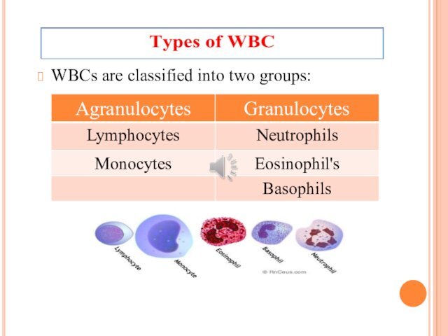 WBCs are classified into two groups: