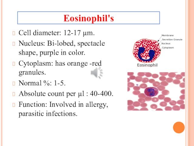 orange -red granules.Normal %: 1-5.Absolute count per µl : 40-400.Function: Involved in allergy, parasitic infections.Eosinophil's