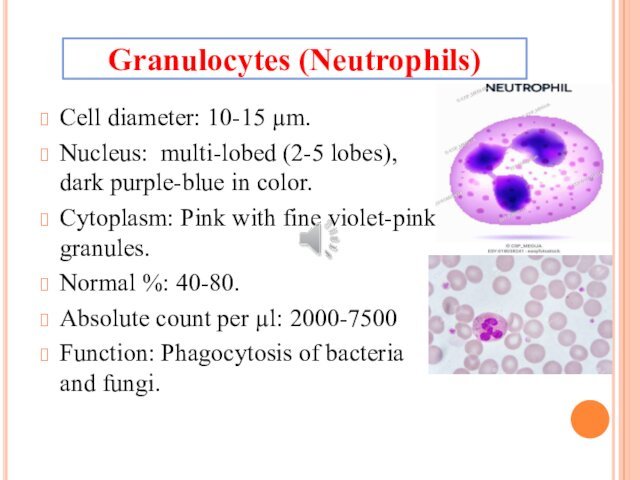 Cell diameter: 10-15 µm.Nucleus: multi-lobed (2-5 lobes), dark purple-blue in color. Cytoplasm: Pink with fine violet-pink