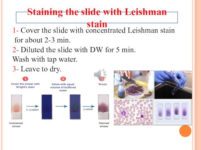 1- Cover the slide with concentrated Leishman stain for about 2-3 min.2- Diluted the slide with