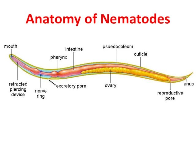 Anatomy of Nematodes