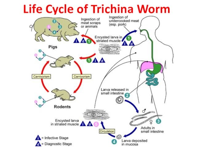 Life Cycle of Trichina Worm