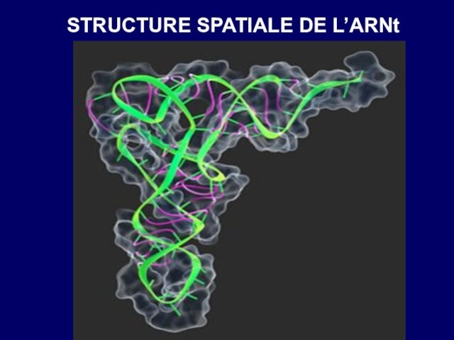 STRUCTURE SPATIALE DE L’ARNt