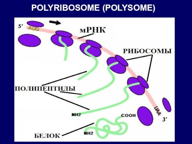 POLYRIBOSOME (POLYSOME)