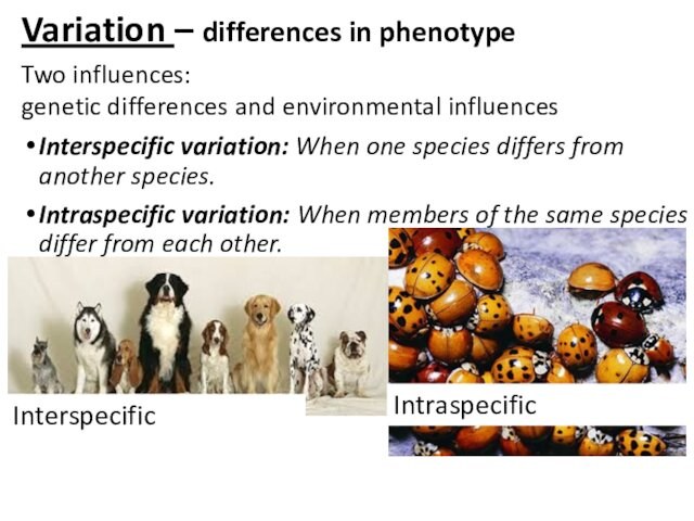 Variation – differences in phenotype Two influences: genetic differences and environmental influences­Interspecific variation: When one species