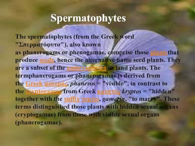 hence the alternative name seed plants. They are a subset of the embryophytes or land plants. The termphanerogams or phanerogamae is