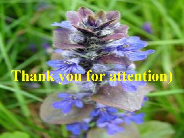 Thank you for attention)