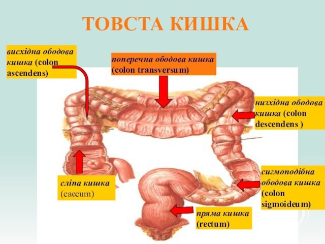 ТОВСТА КИШКАсліпа кишка (caecum) висхідна ободова кишка (colon ascendens) поперечна ободова кишка (colon transversum)низхідна ободова кишка
