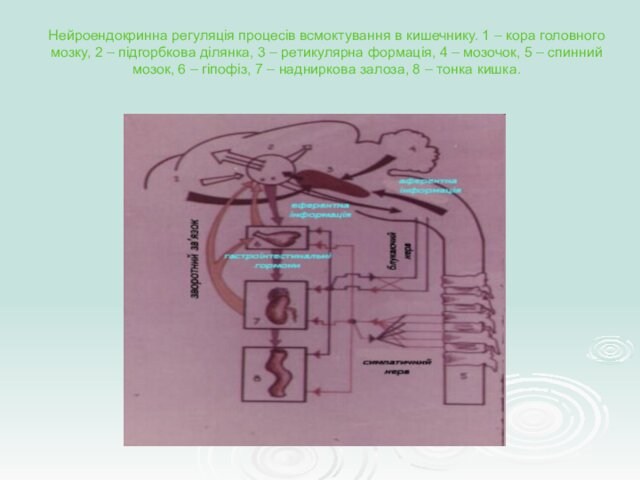 Нейроендокринна регуляція процесів всмоктування в кишечнику. 1 – кора головного мозку, 2 – підгорбкова ділянка, 3