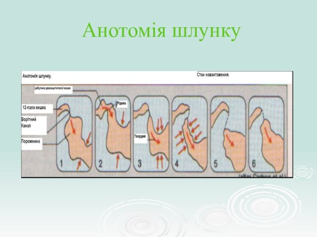 Анотомія шлунку
