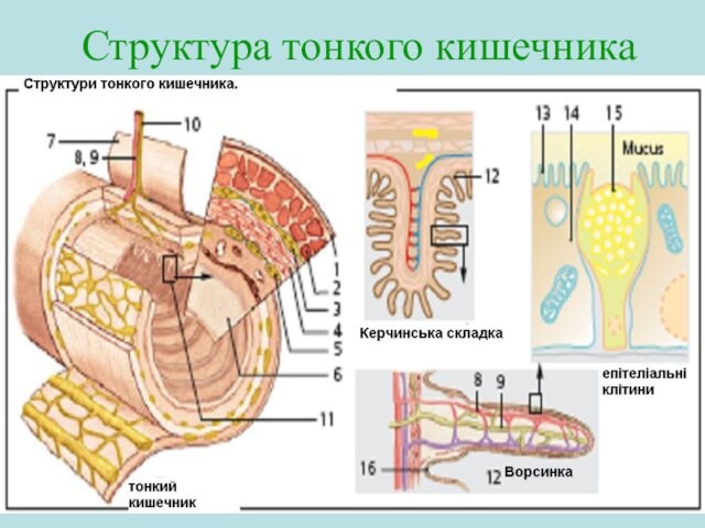 Структура тонкого кишечника