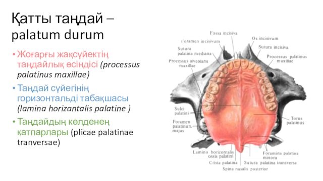 Қатты таңдай – palatum durumЖоғарғы жақсүйектің таңдайлық өсіндісі (processus palatinus maxillae) Таңдай сүйегінің горизонтальді табақшасы (lamina
